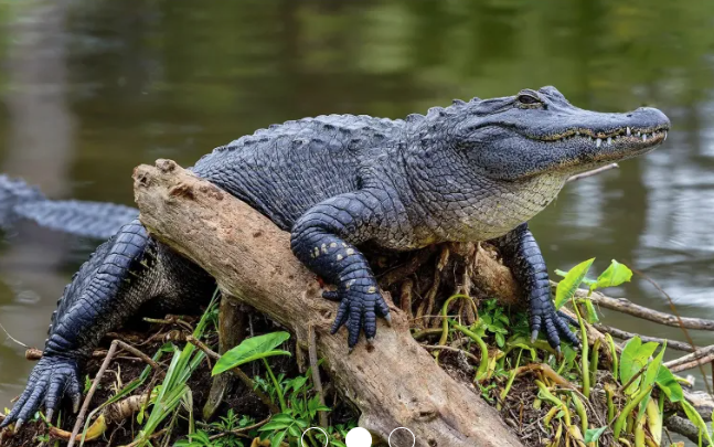 Brookgreen Gardens: The Alligator Project with Rebecca Cavalier
